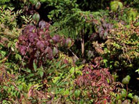 These blackberry plants near Shining Rock Wilderness had severe ozone symptoms present in mid-August 1997.