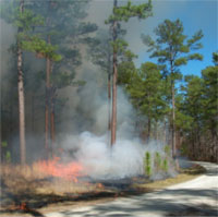 Prescribed fire on the Francis Marion National Forest